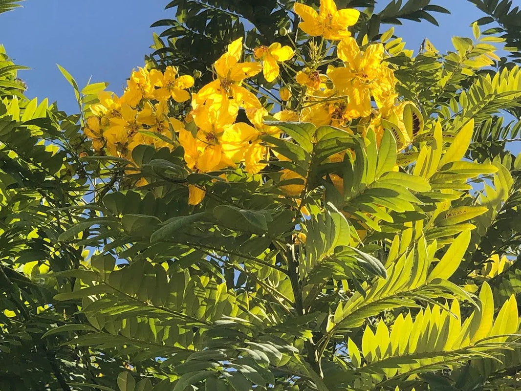 20 Golden Medallion Tree Seeds - Large Yellow Flowers Cassia Leptophylla Tree