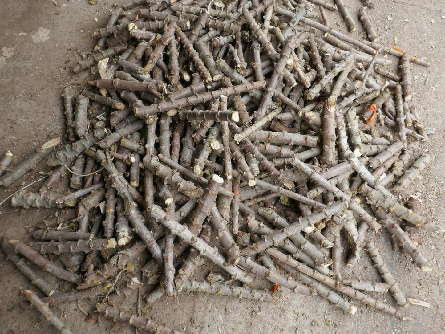 Cassava Manihot Esculenta 4 cuttings " Sweet Jamaica Red"   Organically Grown, FREE SHIPPING