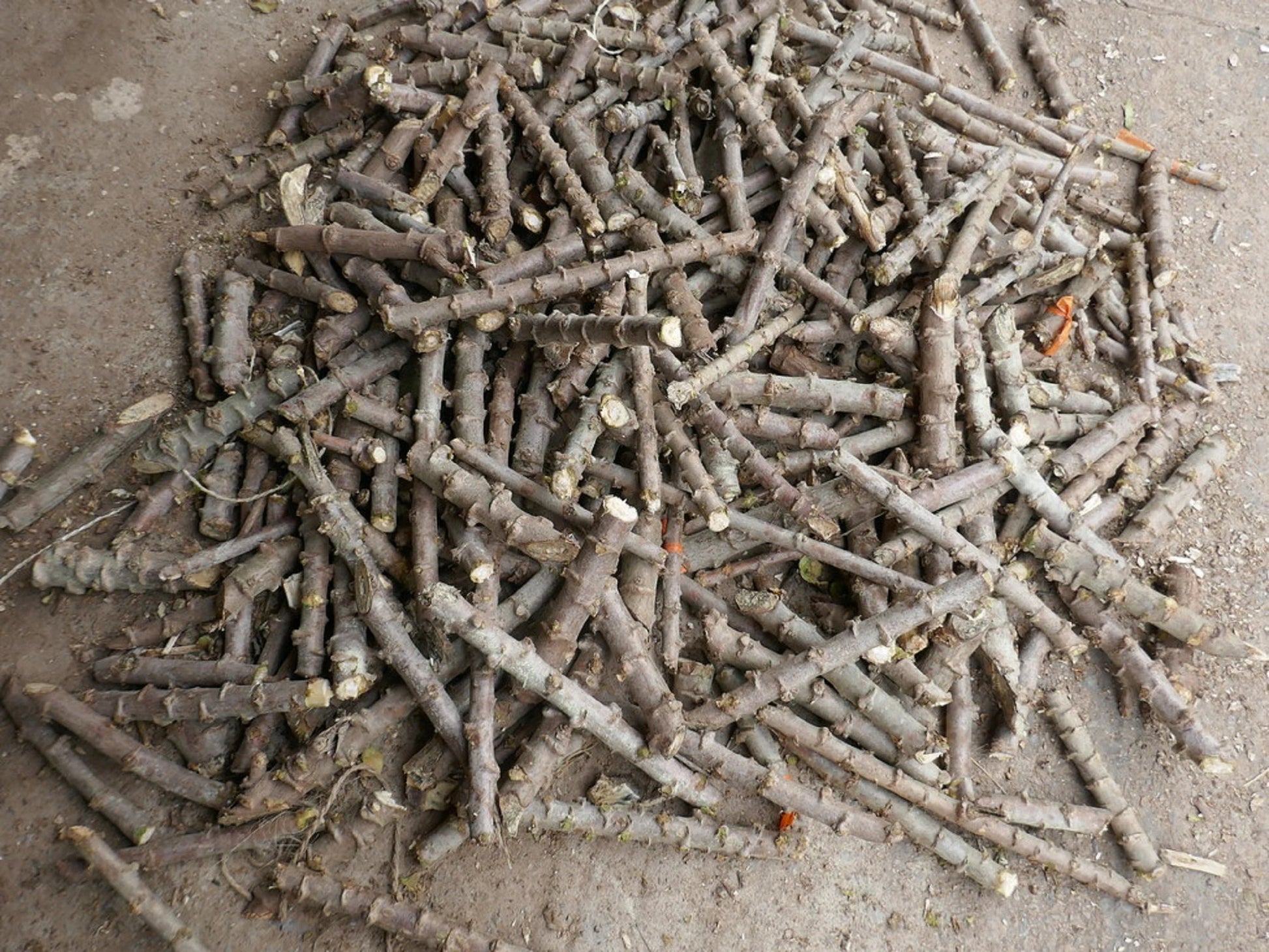 Cassava Manihot Esculenta 4 cuttings " Sweet Jamaica Red"   Organically Grown, FREE SHIPPING