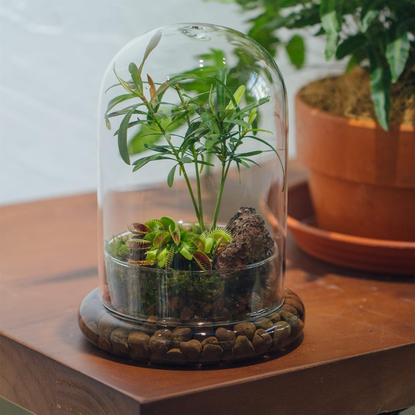 Glass Cloche Dome with Air Hole and Base, 5.9 x 5.9 x 8.2 Inches, Clear Terrarium Planter for Carnivorous Plants, Small Cactus, Succulents, Venus Flytrap, Tabletop Decoration (No Plants)