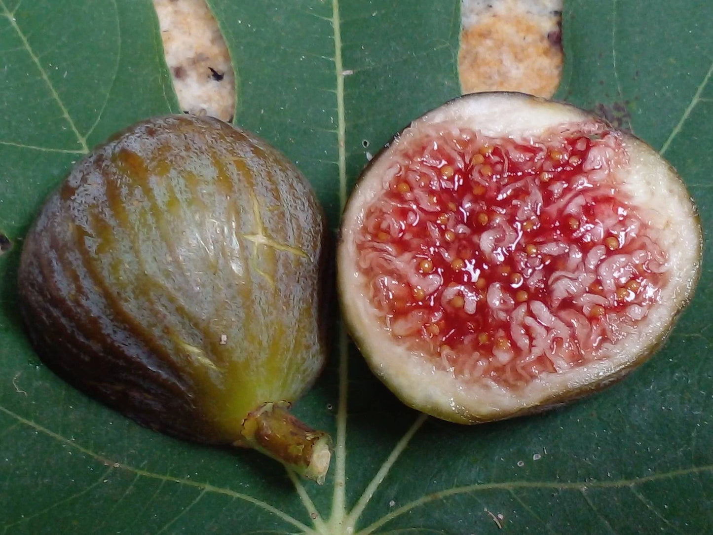 Fresh Fig Tree Cuttings - Select Variety - Many Top Tier Varieties to Choose From