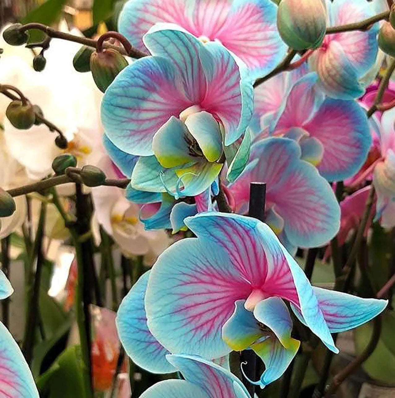 1 peacock, orchid, tuber, coastal elegance, fresh garden plant with amazing colors!