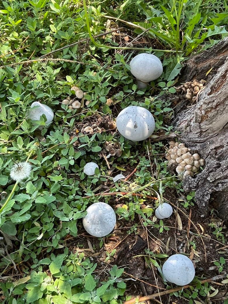 Mushrooms Concrete Garden Planter Decorations Pots Fairy Vegetable