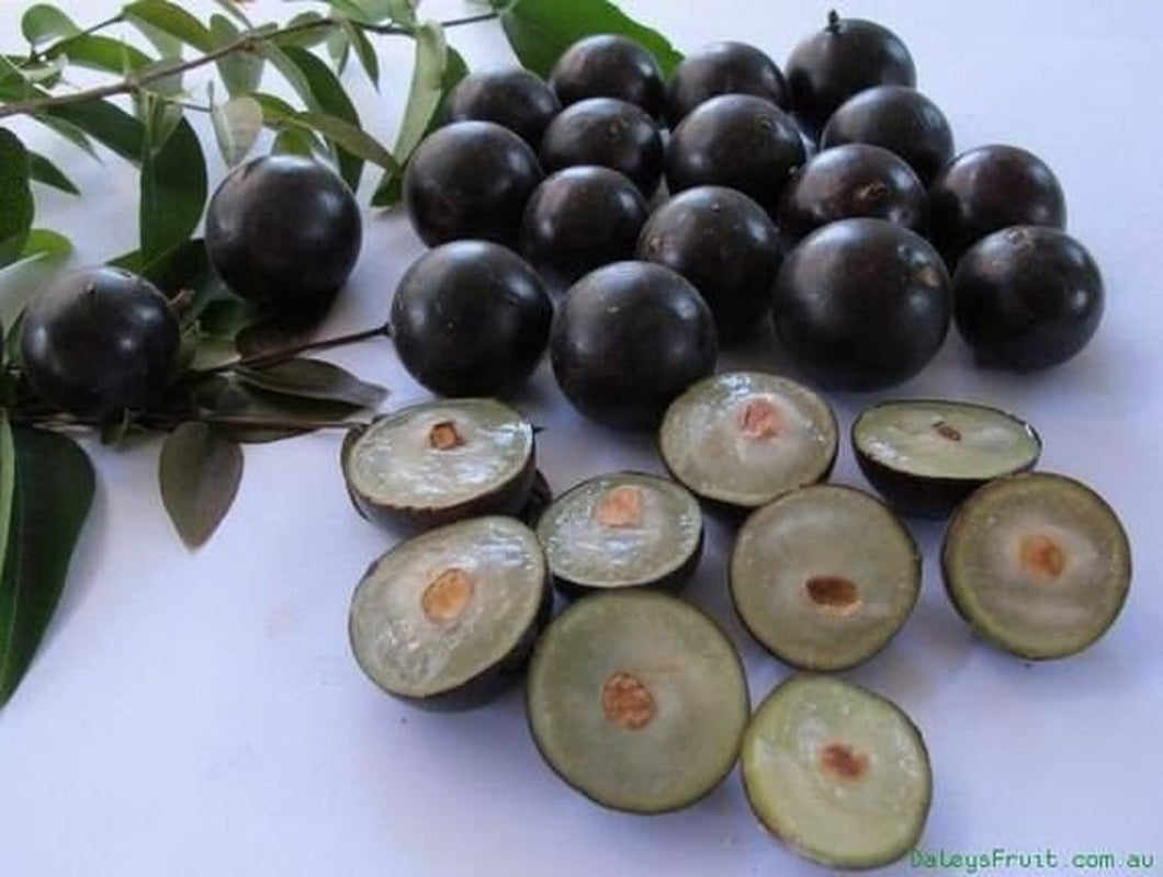 Brazilian Grape Tree~~Jaboticaba Plinia Cauliflora Sabara Fruit~~Small Rooted STARTER Plant
