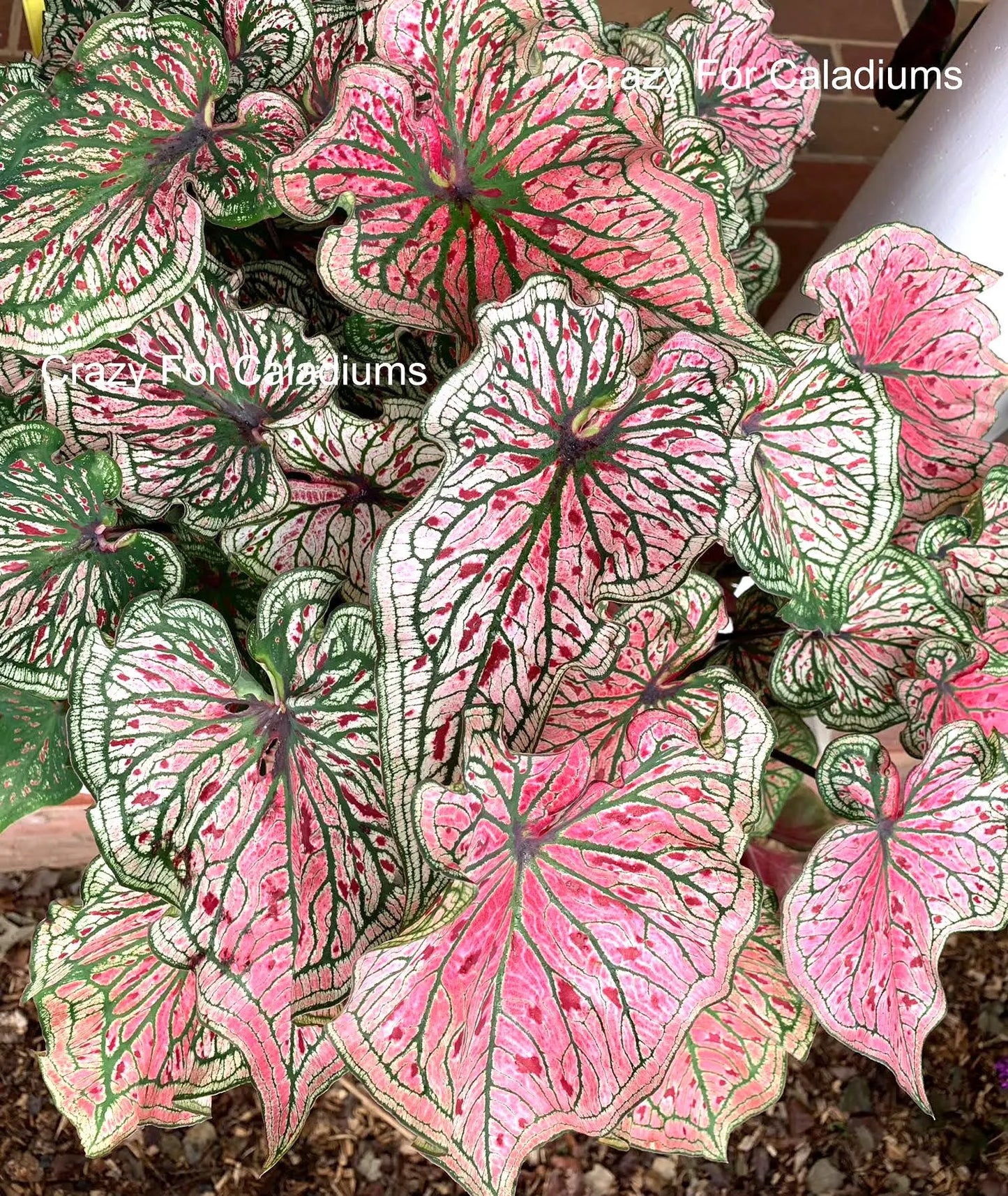 Caladium 'Spicy Lizard' Size#2(2 Bulbs), Size #1(1 bulb)**New Crop 2025 **Available to ship now!!!