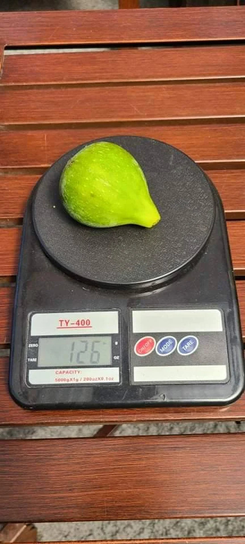 Desert King Fig Cuttings- FREE SHIPPING