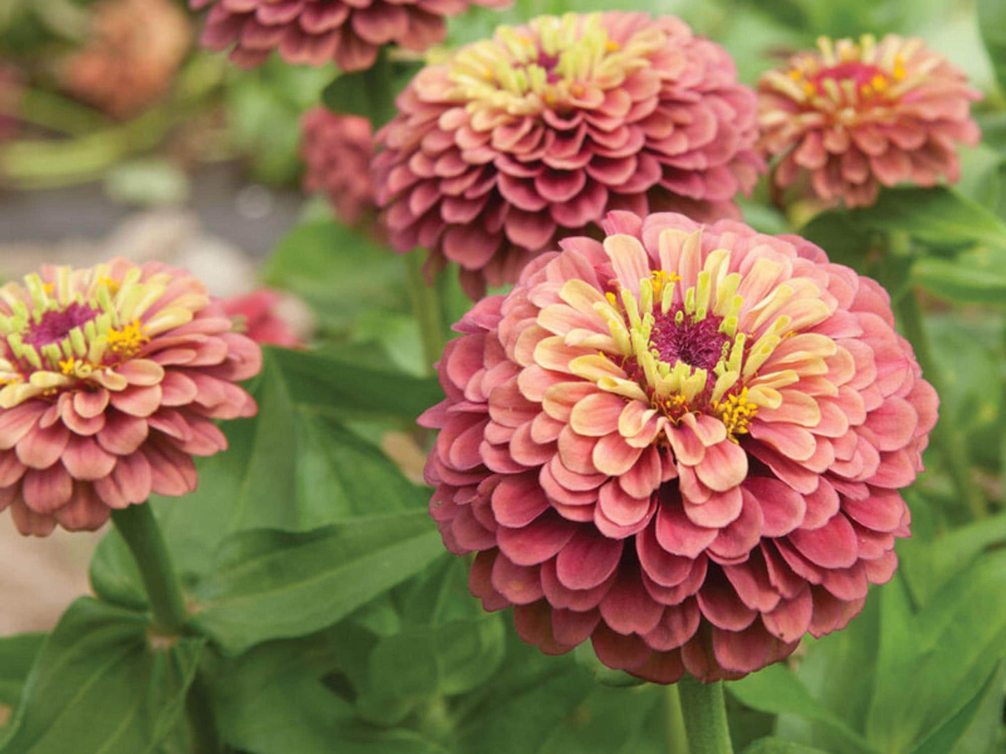 30 Seeds | Queen Red Lime Zinnia elegans Seeds - Authentic - Open-Pollinated -Organic -Flower Seeds - Mix Seeds to Plant -B5G1 #8223