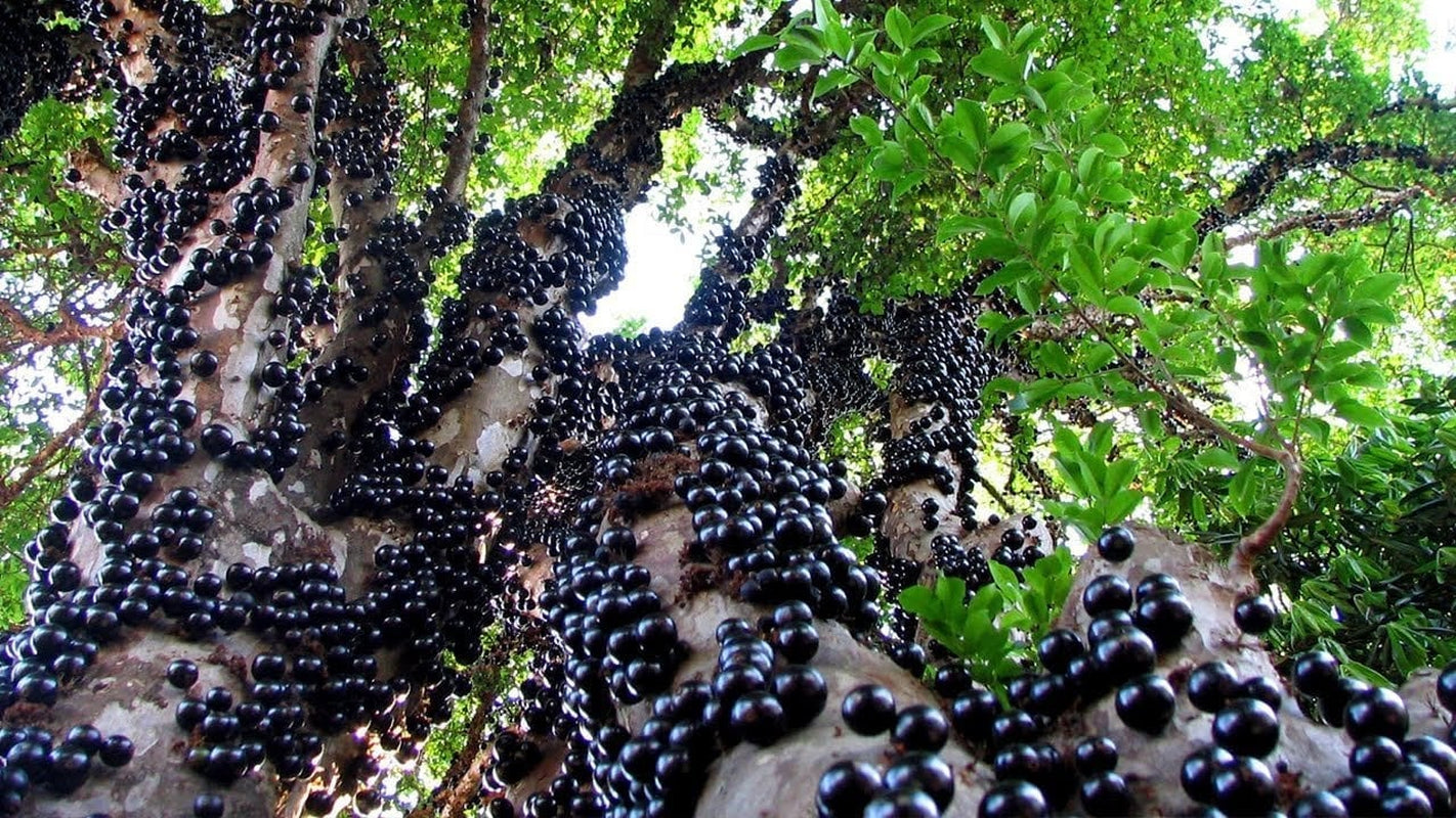 Brazilian Grape Tree~~Jaboticaba Plinia Cauliflora Sabara Fruit~~Small Rooted STARTER Plant