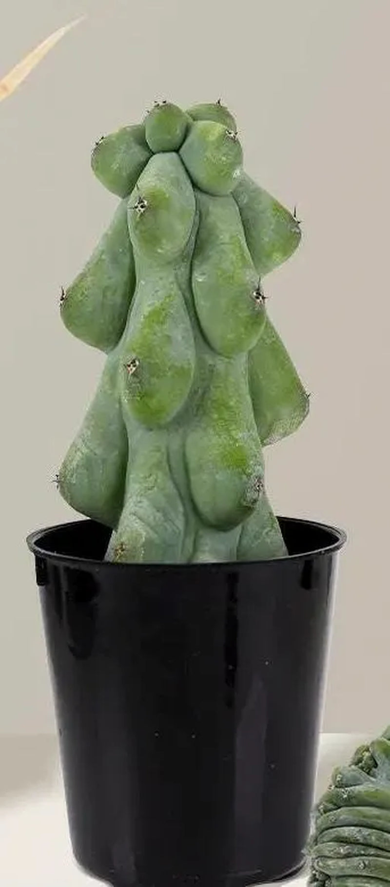 Live Plant-Unique Boobie Cactus|Myrtillocactus geometrizans ‘Fukurokuryuzinboku’|Rare Collector’s Plant |Christmas Tree Cactus|Father’s Day