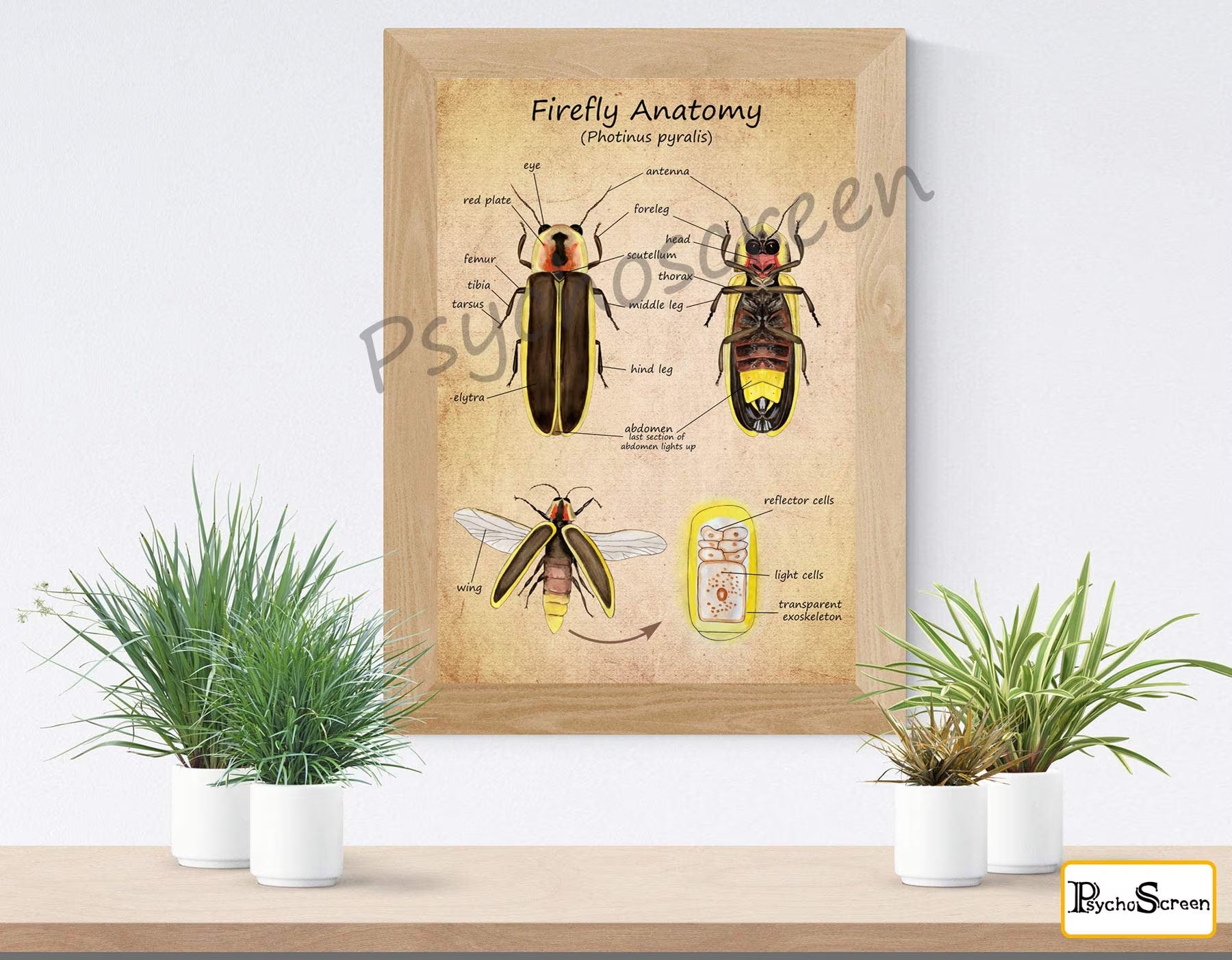 FIREFLY Anatomy Poster - Printable Vintage & White, Montessori materials for insects