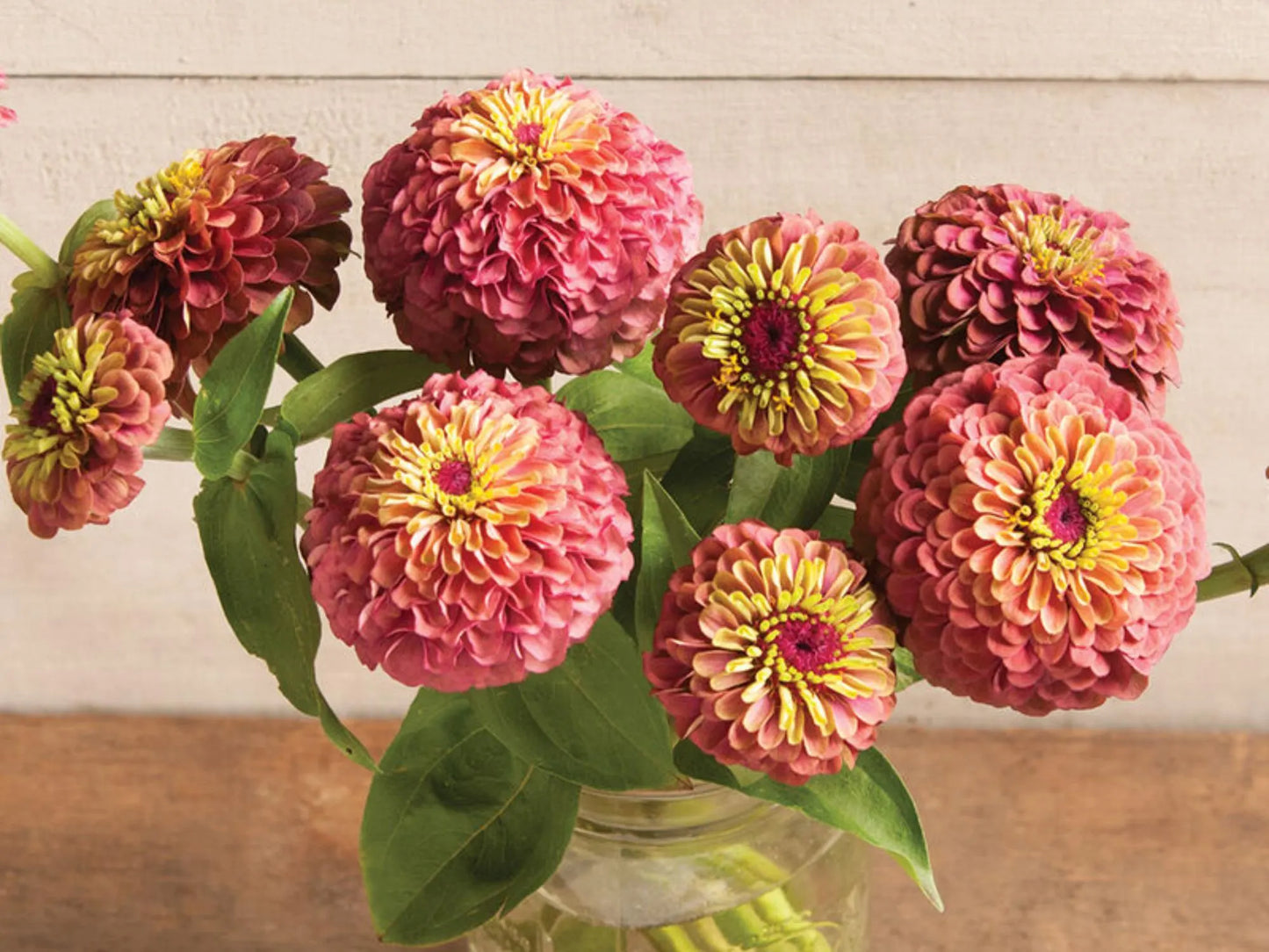 30 Seeds | Queen Red Lime Zinnia elegans Seeds - Authentic - Open-Pollinated -Organic -Flower Seeds - Mix Seeds to Plant -B5G1 #8223