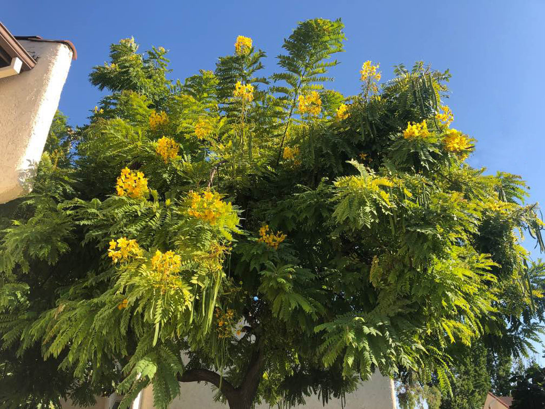 20 Golden Medallion Tree Seeds - Large Yellow Flowers Cassia Leptophylla Tree