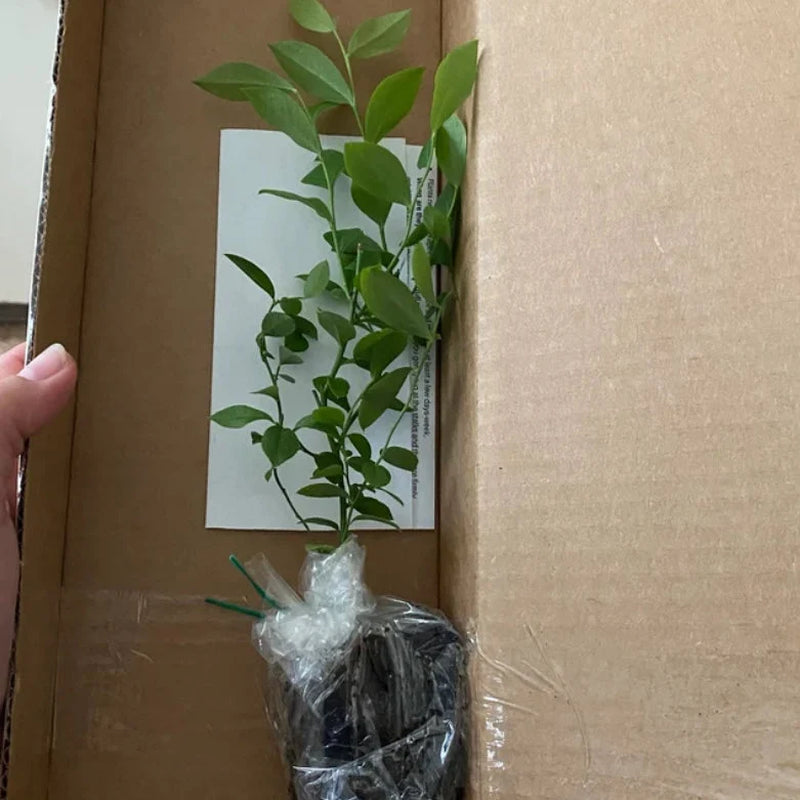 Pink Lemonade Blueberry Bush - Dwarf Blueberry Plant - Dwarf Fruit Tree - Live Starter Blue Berry Plant - Fruit Tree Live Plant