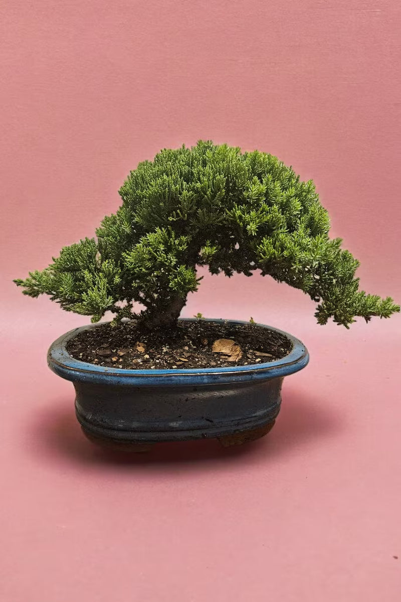 10yrs Juniper Bonsai Live tree Bonsai tree indoor plant outdoor plant gardener gift mothers day gift new home decor plant office decor plant