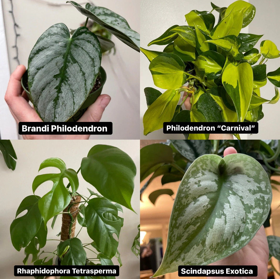 Mystery Node Bundle Pack | Sets of 3, 5, 10 or 12 | No Golden Pothos in any box!!