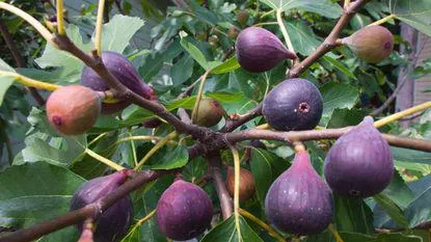 Homestead variety pack of cuttings fig cuttings elderberry cuttings mulberry cuttings fruit tree cuttings unrooted cuttings