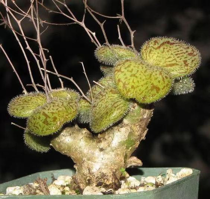 Tylecodon l Rare Succulent | Caudex Plant for Collectors | Unique Bonsai-Style Specimen | No Leaf