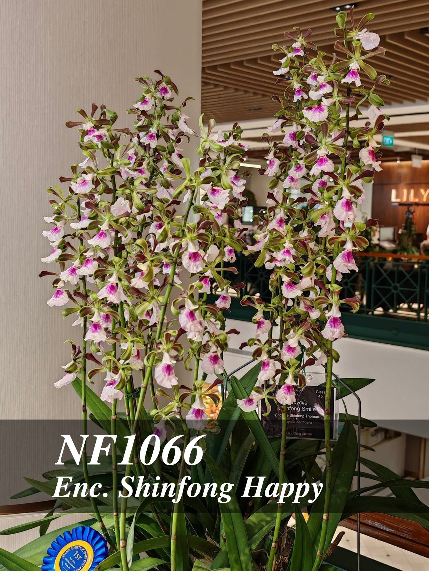 Amazing Fragrance. Enc. Shinfong Happy (Shinfong Smile x cordigera) Mature Size Plant in 3" tall moss pot. Heat Tolerance