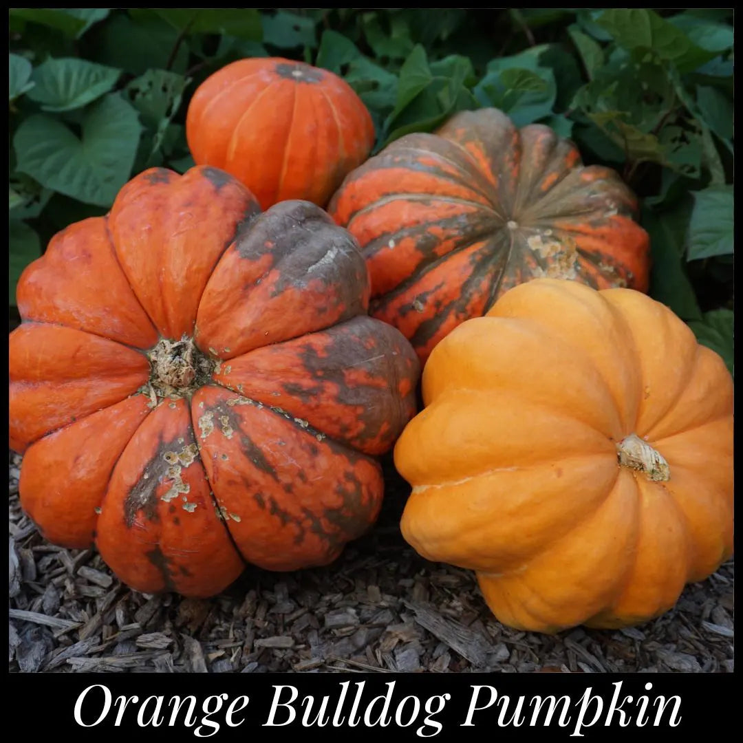 10 'Orange Bulldog Pumpkin' Seeds, Disease Resistant Jack-o’-lantern, Cucurbita maxima, University of Georgia Pumpkin Seeds, Seed The Stars
