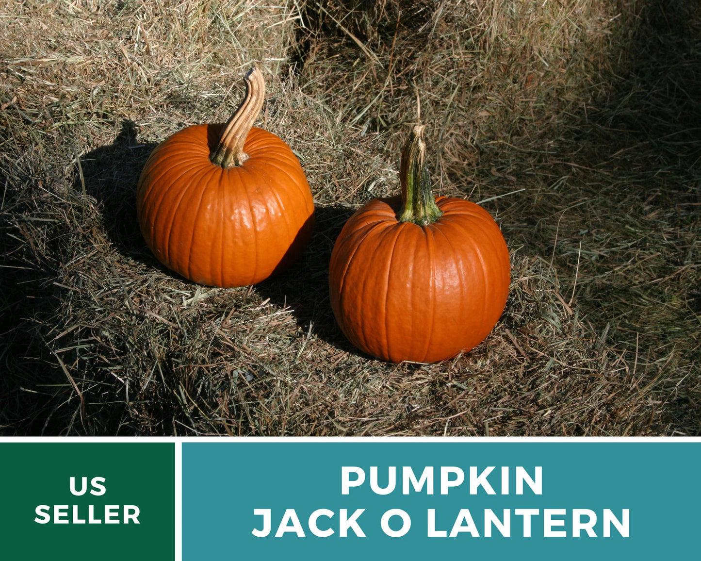 Jack O’Lantern Pumpkin Seeds – Heirloom Vegetable, Classic Carving Pumpkin, Non-GMO, Ideal for Halloween Decorations | 20 Seeds