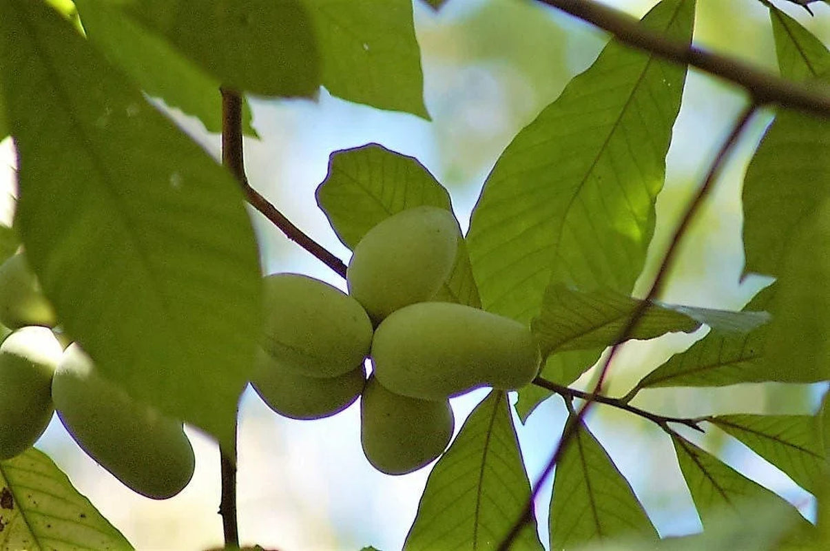 5 PAW PAW Fruit TREE Indian Banana Asimina Triloba Flower Seeds