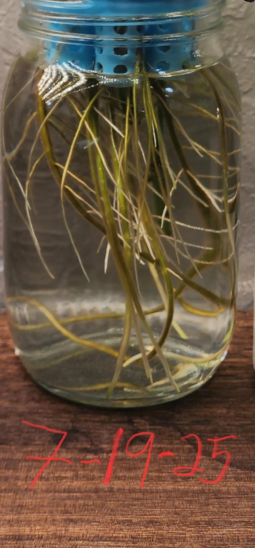 Let’s Root Plant Cutting Rooting Formula | 4 oz Bottle | Propagation Supplement for Water, Soil, LECA