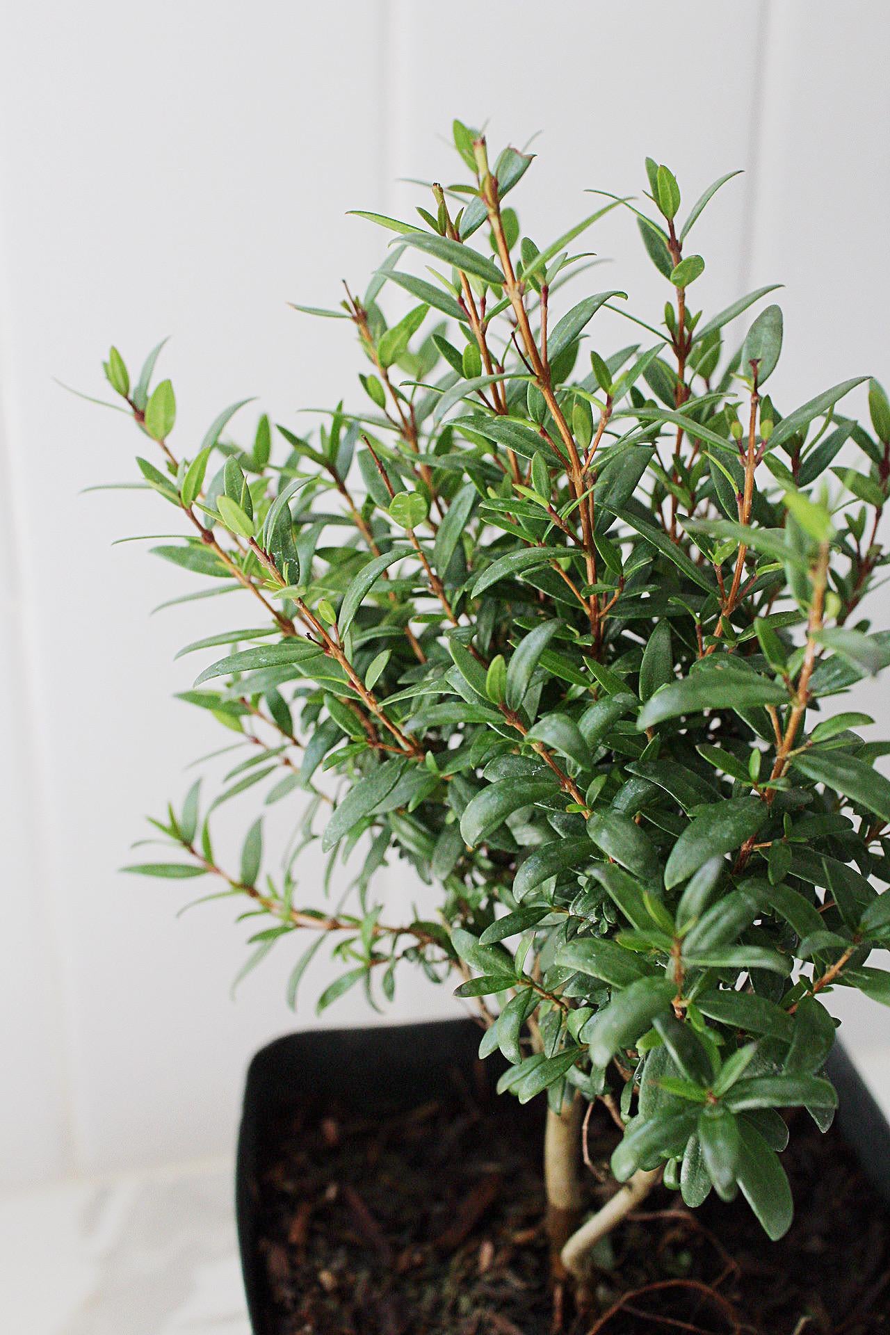 Bonsai Tree Starter Plant Dwarf Myrtle Plant Gift Mini Tree Evergreen Starter Plant Myrtus Communis Compact Outdoor
