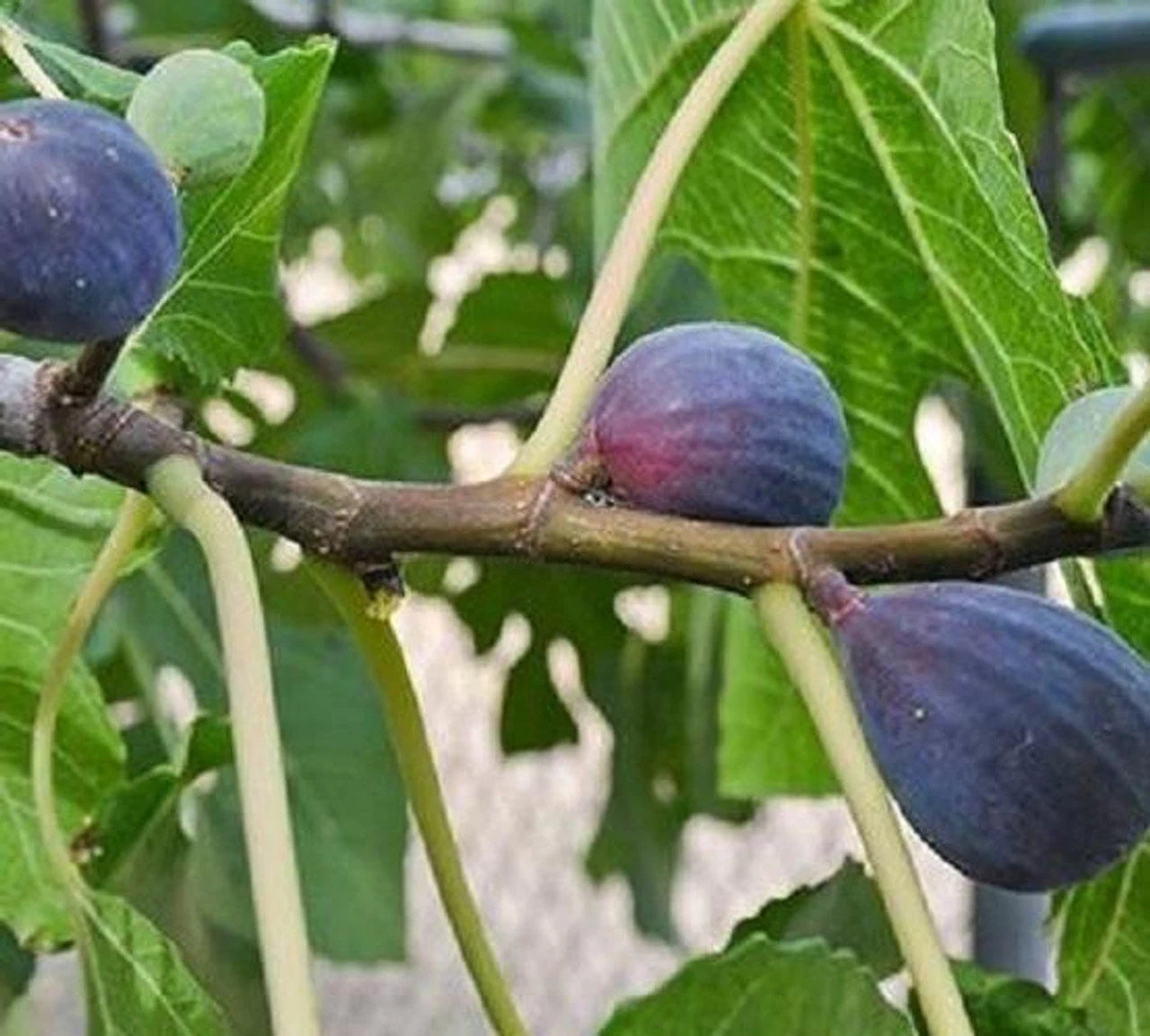 Fresh Fig Tree Cuttings  Select the Variety and Quantities You Want