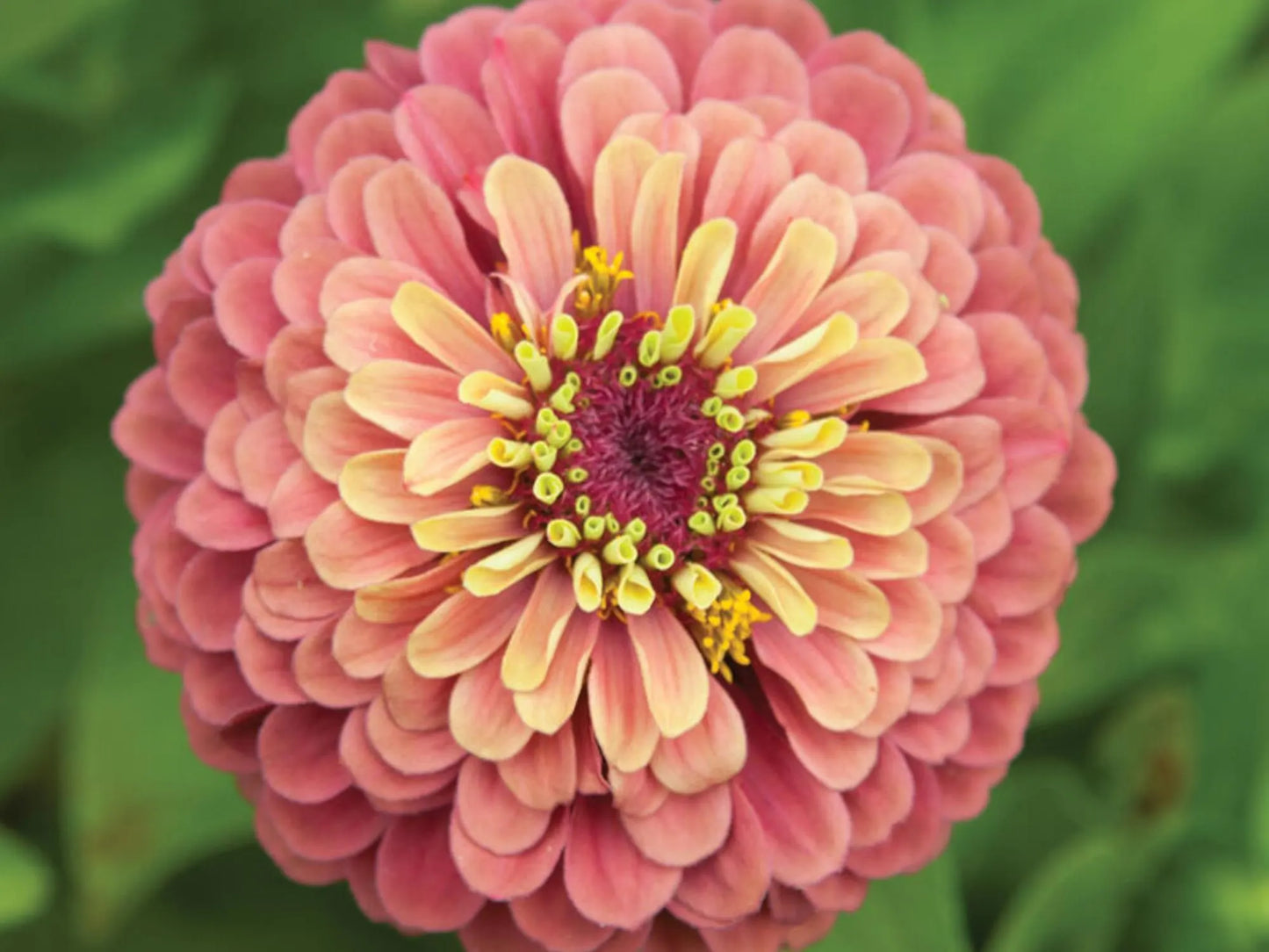 30 Seeds | Queen Red Lime Zinnia elegans Seeds - Authentic - Open-Pollinated -Organic -Flower Seeds - Mix Seeds to Plant -B5G1 #8223