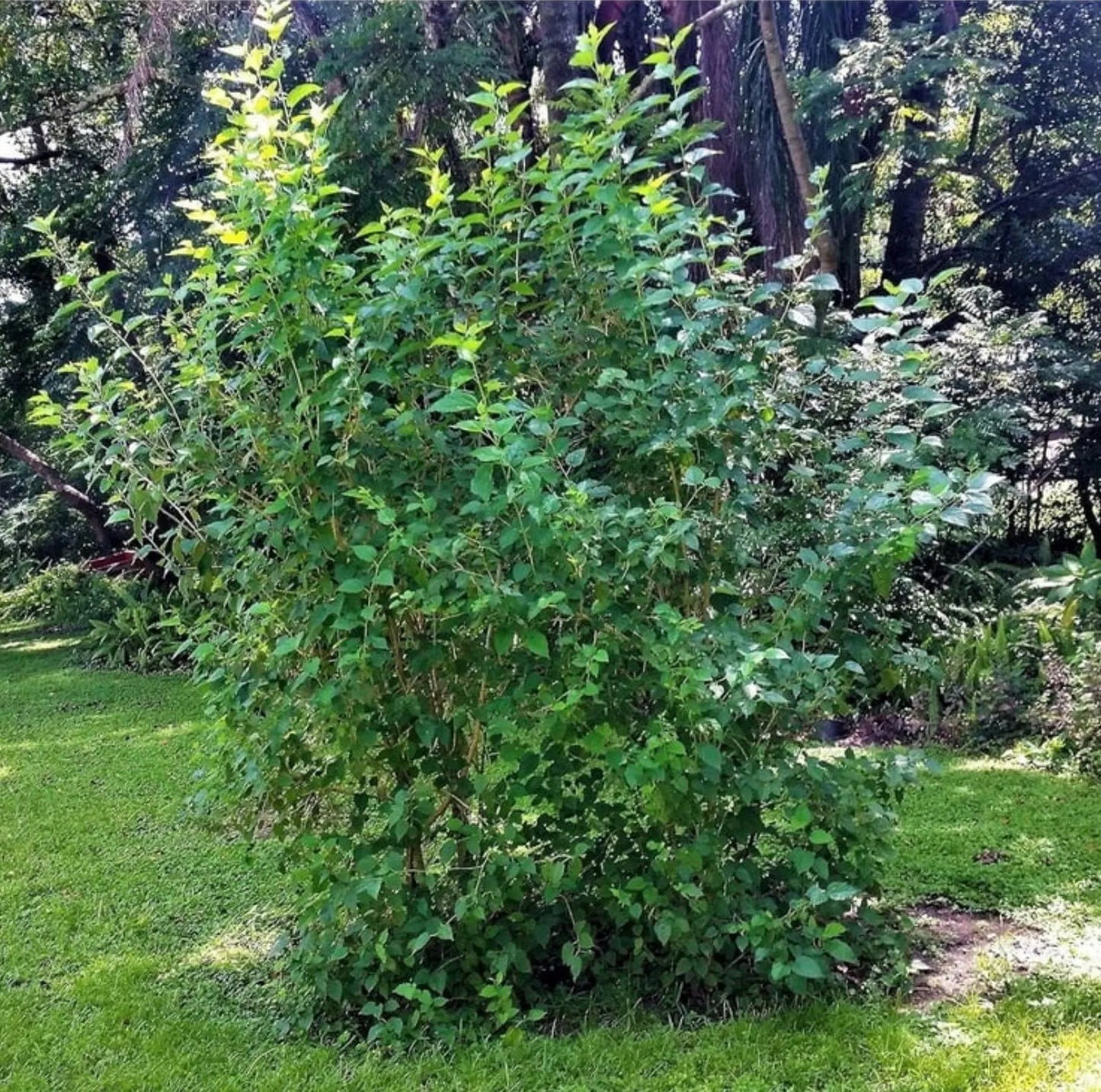Everbearing Mulberry Cuttings with Growing Guide | Unrooted Starts for Fruit, Fast-Growing Shade Tree, Permaculture & Livestock Forage