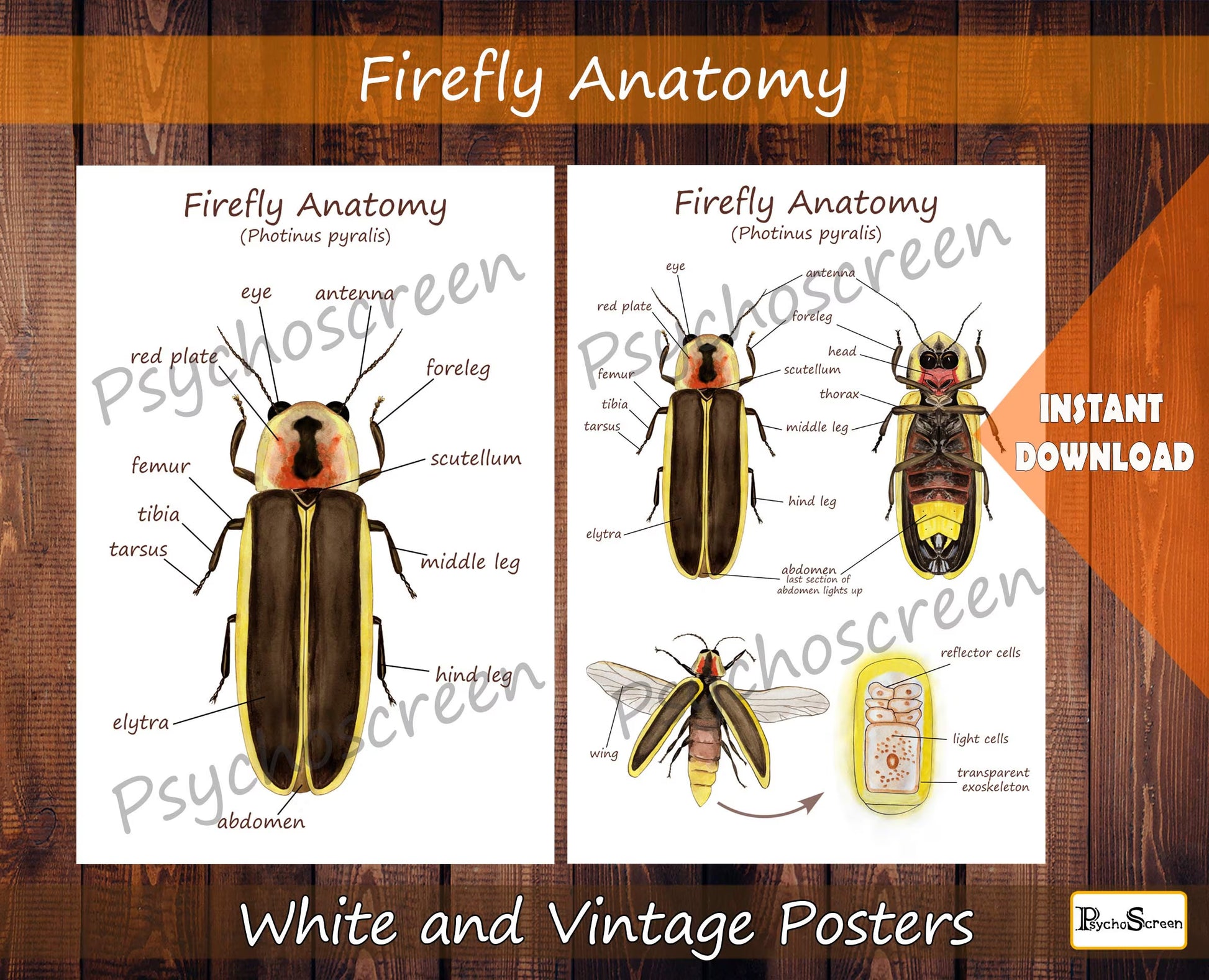 FIREFLY Anatomy Poster - Printable Vintage & White, Montessori materials for insects