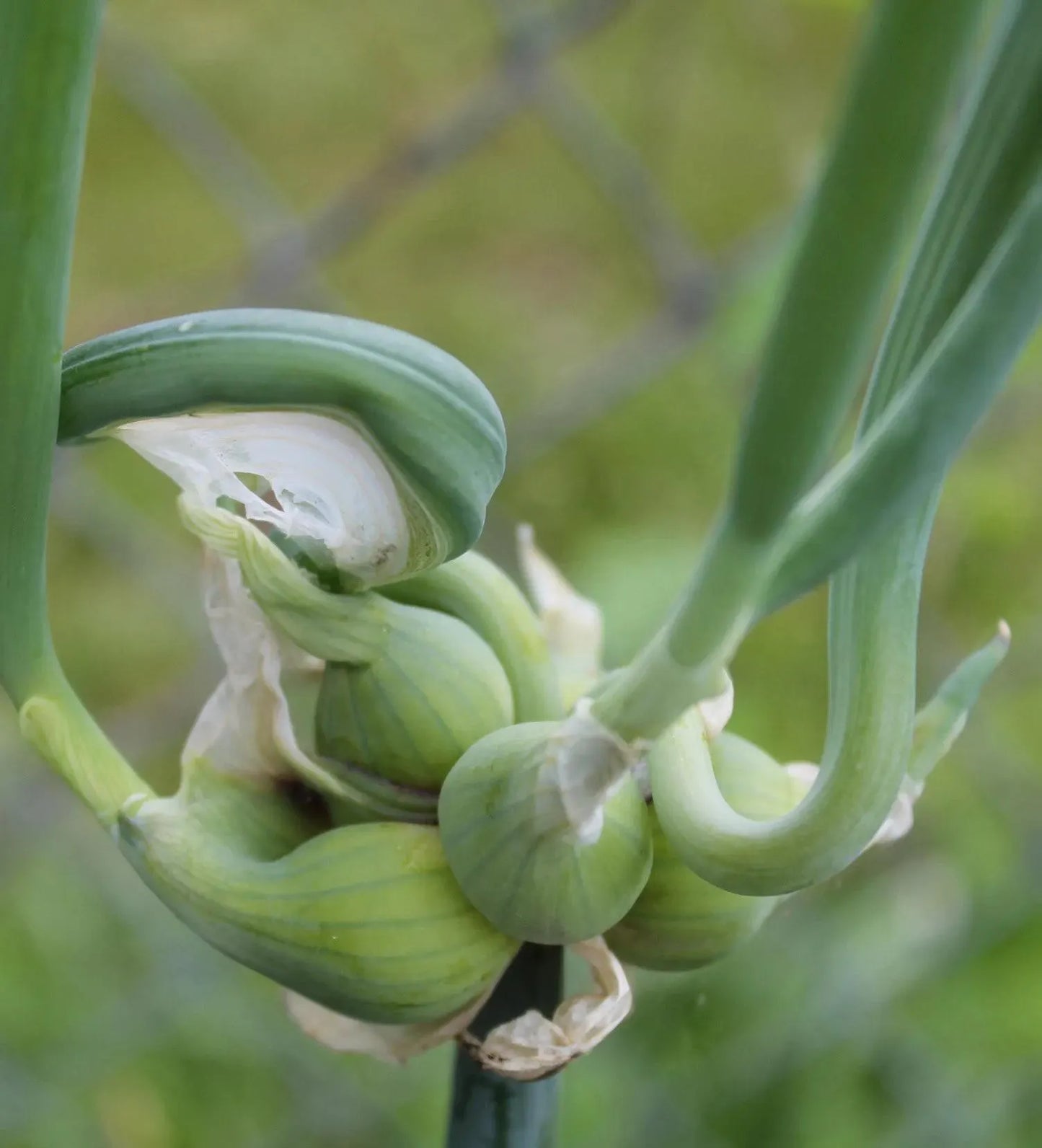 Egyptian Walking Onions Bulbils- Heirloom - Winter Onion, Tree Onion, Onion Root, Easy to Grow, Natural