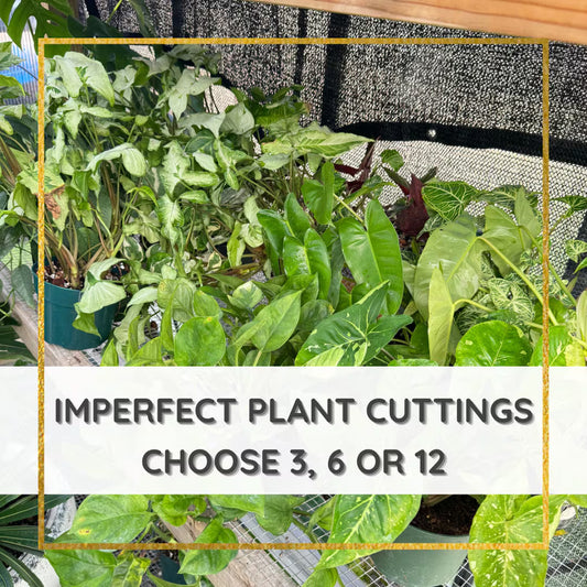 Imperfect plant cuttings with leaf ready to propagate