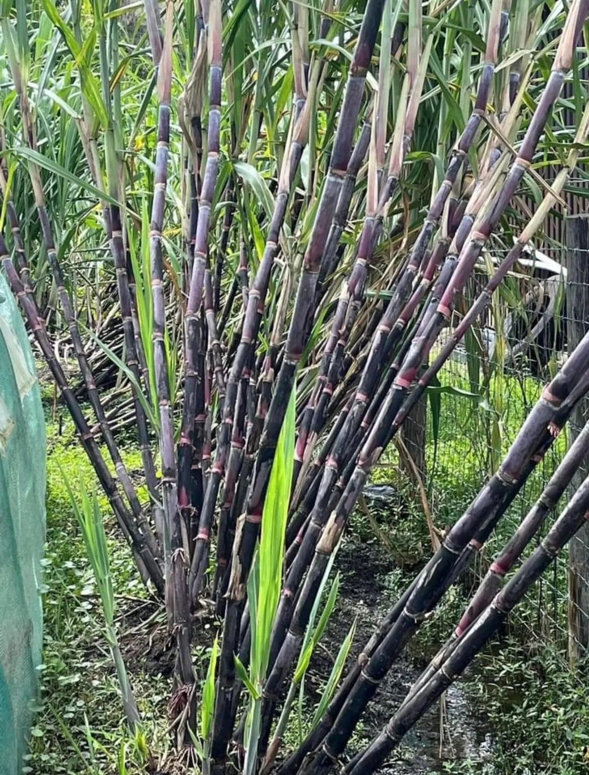 Purple Sugarcane Rooted Cuttings - Tropical Growing Zone 9-11 (Pack of 5)