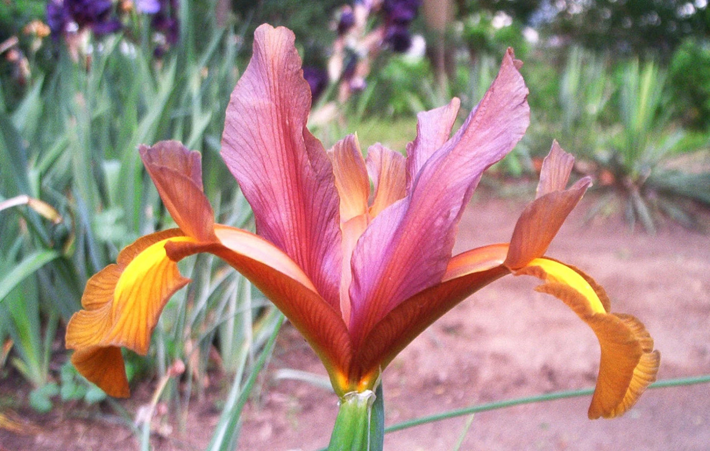 15 Dutch Iris Bi-Color Bulb Mix- Bronze Queen,Oriental Butterfly,Mystic Beauty,Red Ember,Tigers Eye +More *Fall Planting