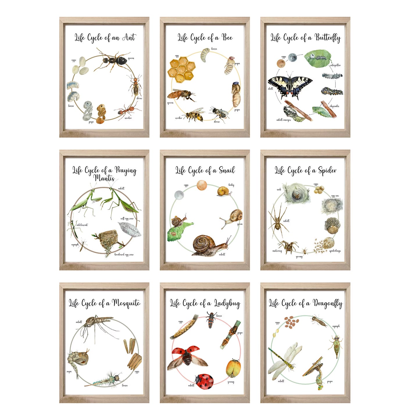 Life Cycle Insect / Bugs Educational posters set of 9, Homeschool learning, Montessori Classroom Décor, Wall Art - with states labeled