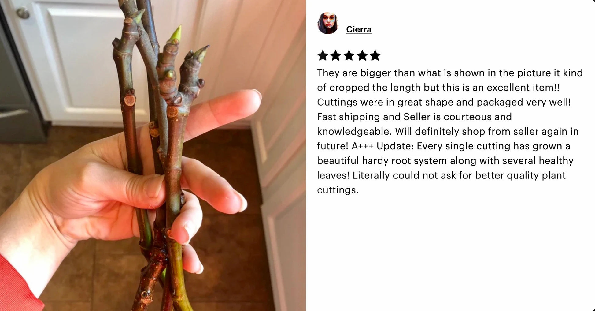 Fresh Celeste Fig Cuttings: Sweet Southern Heirloom Variety