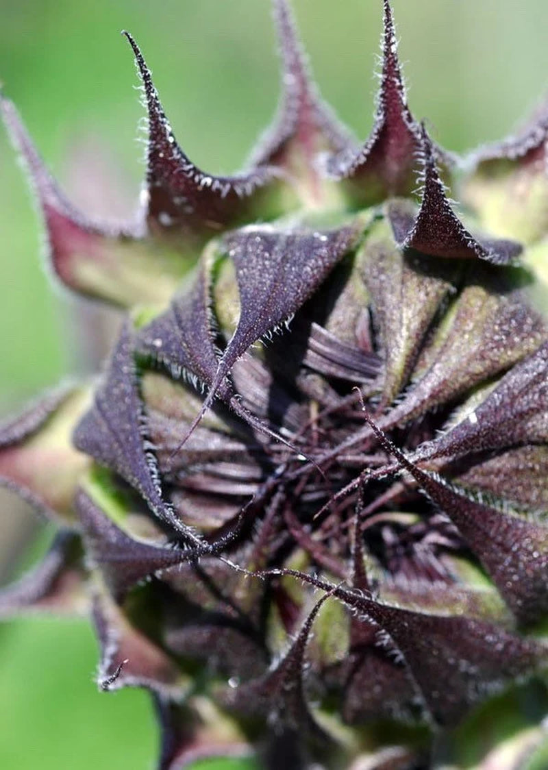Chocolate Cherry Sunflower, Helianthus Annuum HA0425