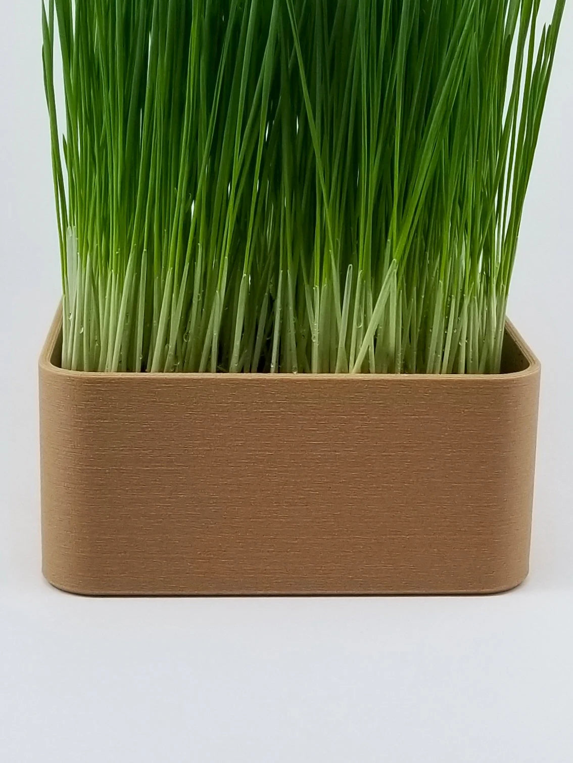 Organic Wheat Grass Grow Kit - Easy Grow Wheat Grass with Decorative Planter