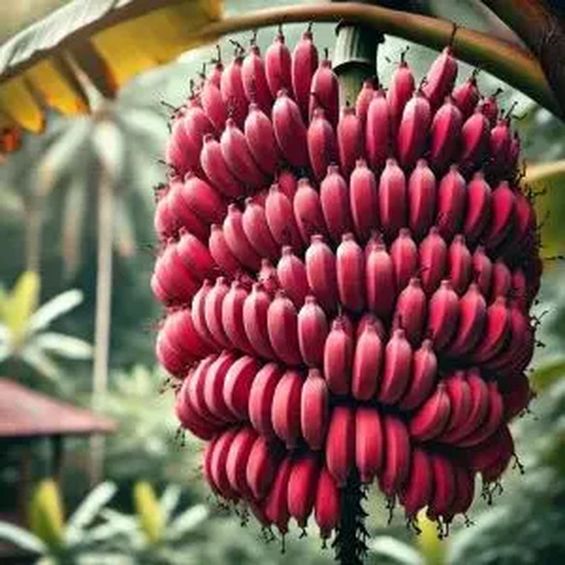 Red Dacca Banana Plant – Rare Sweet Banana Tree for Home Gardens & Tropical Growing
