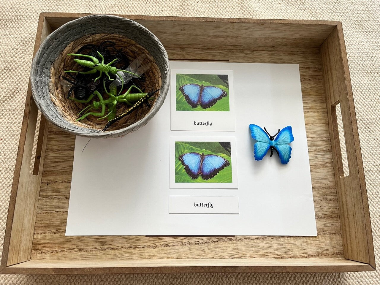 Montessori Common Insects Bugs 3 Parts Nomenclature Flash Cards with Miniatures Figurines Educational Learning Cards Toys for Kids