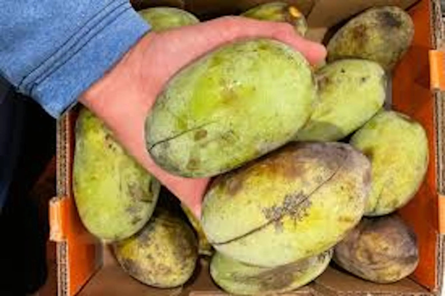 10 PawPaw Tree Seeds Asimina triloba Native American Fruit Tree Organic Heirloom Stratified