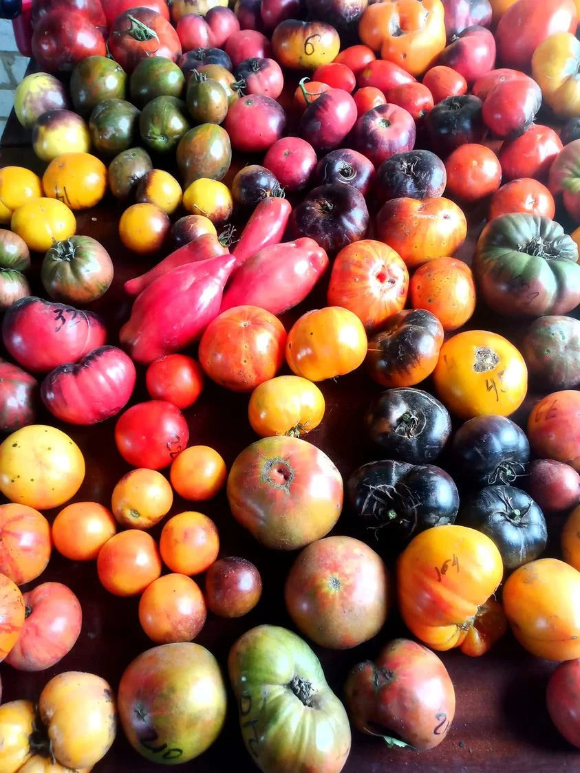 Mix of Heirloom Tomatoes, 400 Varieties ;-)