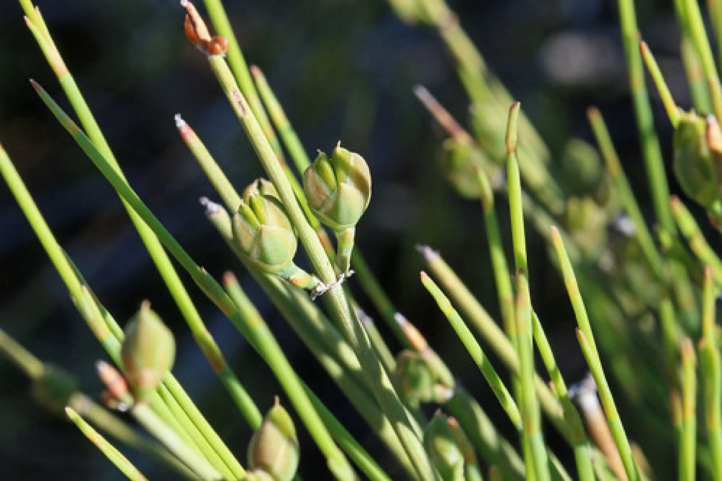 Mormon Tea Shrub {Ephedra nevadensis} Organic | Tea Alternative | Sacred Plant | 10 Untreated Viable seeds | Free Shipping!