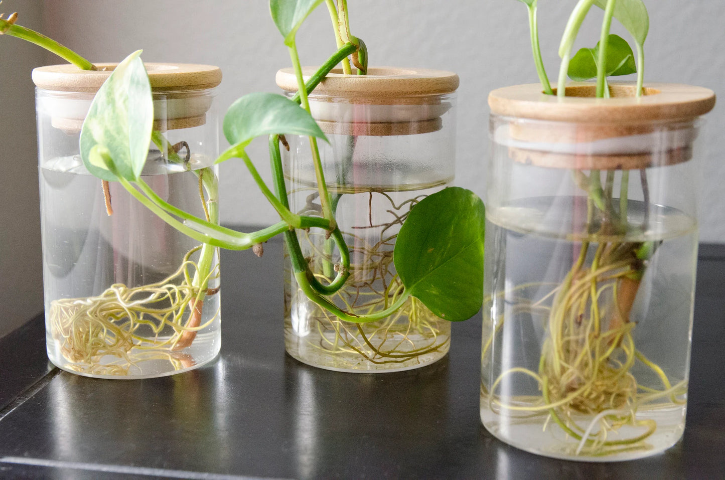 Propagation Station Jar Flower Vase with Bamboo Lid