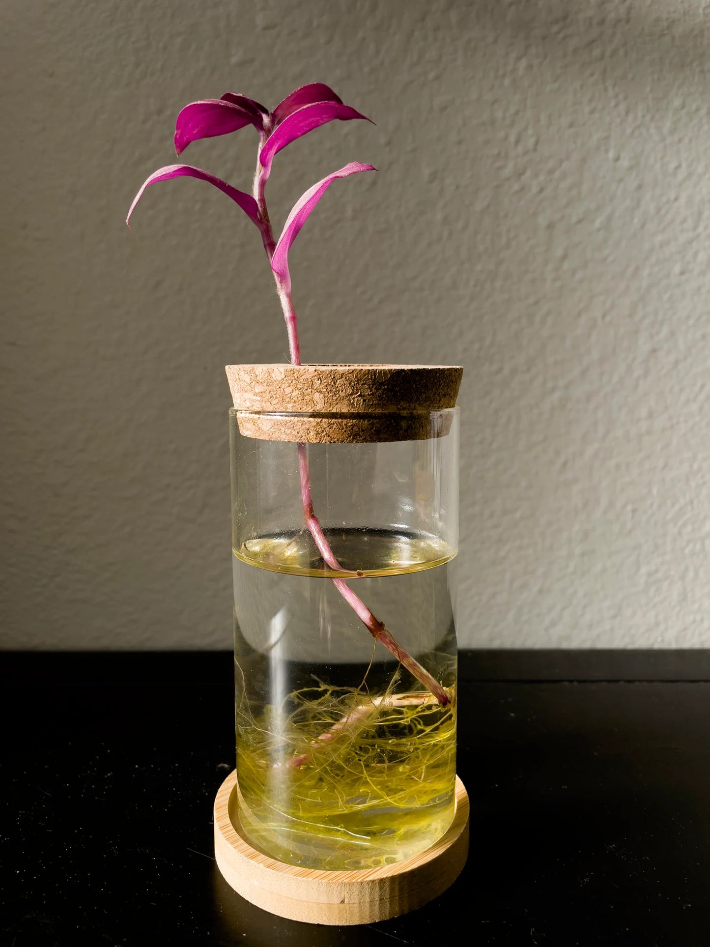 Propagation Jar Hydroponic Vase Cork Lid Plant Terrarium