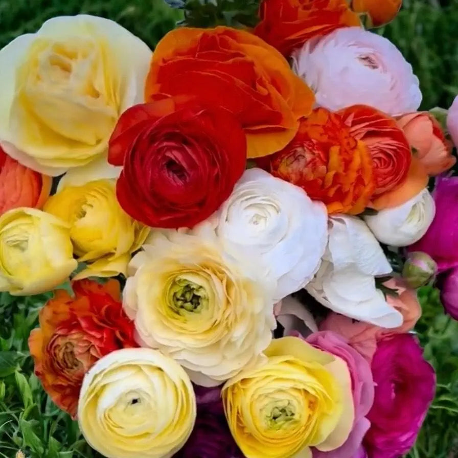 100 New! Mixed color Ranunculus Bulbs DOUBLE Buttercups Spring BARGAIN!