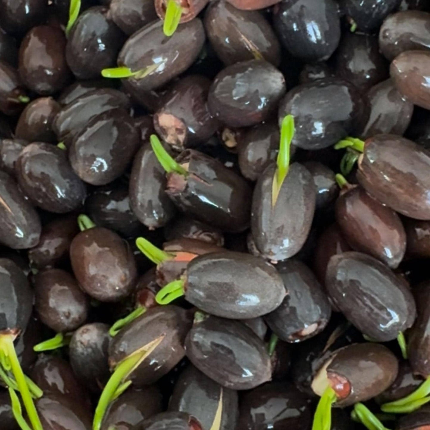 15pcs Germinated Lotus Seeds, Ready to Plant - Mixed Color Bonsai Bowl Lotus for Indoor & Outdoor Aquatic Gardens