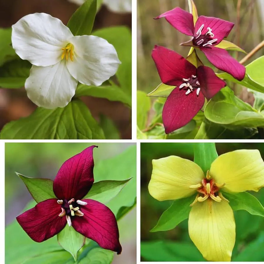 Mixed Trillium | Bulbs