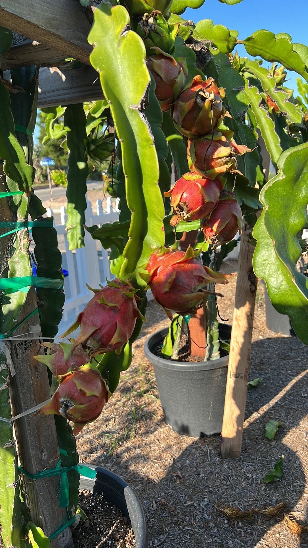 Dragon Fruit Plants(Cuttings)
